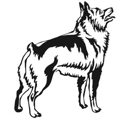 Decorative standing portrait of Schipperke vector illustration