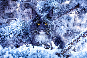 A very nice wild blue maine coon cat sitting on the pine tree in the winter snowy forest.