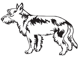 Decorative standing portrait of Wire Coat Portuguese Podengo vector illustration