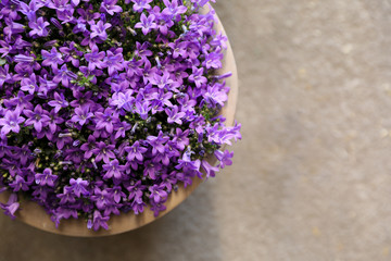 Campanula muralis flowers or violet bellflowers growing in a flowerpot, top view.