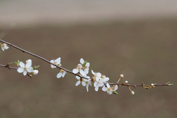 Kirschblüten © MariaChristine