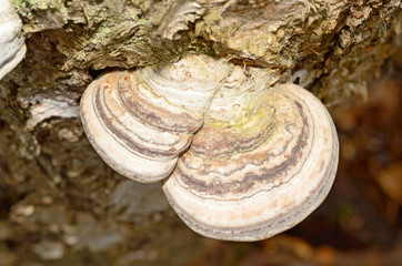 Chaga is a fungus growing on the trunk of a birch tree.