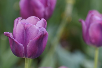 Tulpen 