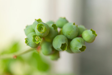 berries of unripe blueberry on a branch in  spring in  garden