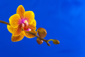Beautiful rare orchid in pot on blue background