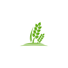 wheat Logo Template vector illustration icon design dwonload