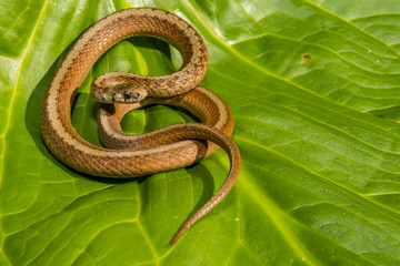 Fototapeta premium Northern Brown Snake (Storeria dekayi)