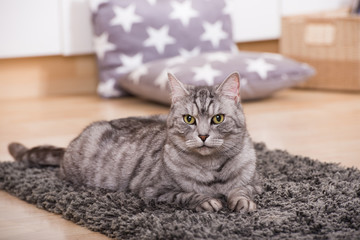 Liegende Katze in der Wohnung