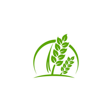 wheat Logo Template vector illustration icon design