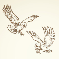 Fototapeta na wymiar Eagle. Vector drawing