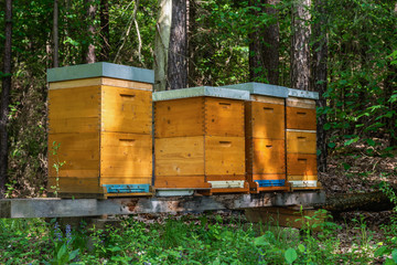 Bienenstöcke im Wald