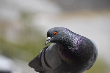 pigeon