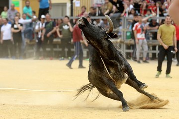 bull in spanish