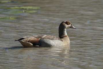 Egyptian goose {Alopochen aegyptiaca} Kruger National Park, South africa