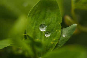 Dew drops on green leaves. After the rain. Early morning. Macro shooting. Water is life. Juicy colors.