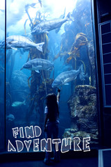 Obraz premium find adventure against little girl looking at fish tank