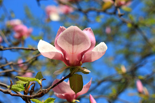 Fototapeta spring blossom of a magnolia