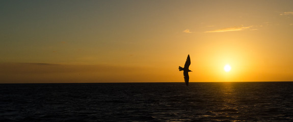 Seagull soaring against ocean sunset