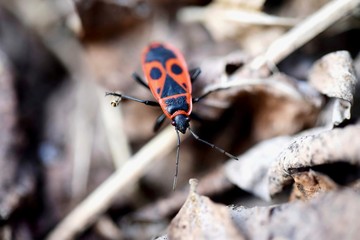 Macro of Pyrrhocoris apterus insect