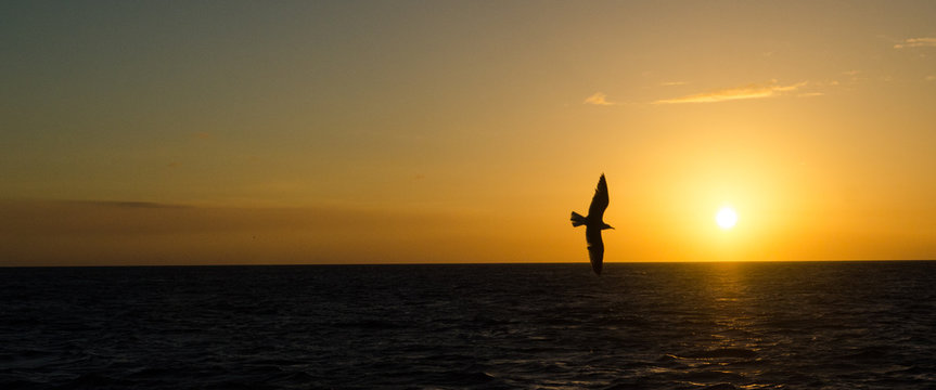 Seagull Soaring Against Ocean Sunset