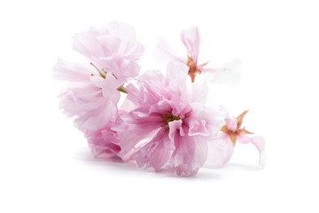 Fototapeta na wymiar Rosa kirscheblüte kirscheblüten isoliert freigestellt auf weißen Hintergrund, Freisteller