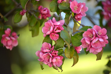 Bright flowers of an apple-tree of Nedzvetsky