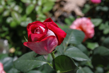 fiore di rosa bicolore
