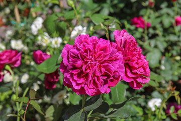 fiore di rosa fucsia