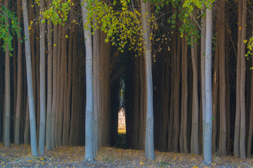 Rows of poplar trees on a tree farm in Oregon.