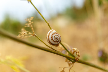 Nautiluses in nature on plants, flowers, in fields. Spiral. A twist of life. Sink. Beauty forms in...
