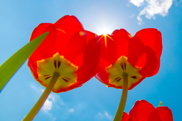 two red tulips on blue sky and sun background