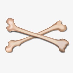 Illustration of two bones.