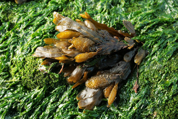 varech brun sur une plage