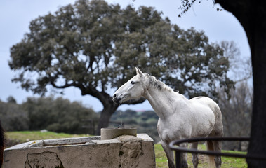 caballo