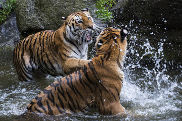 Fototapeta na wymiar spielende Tiger