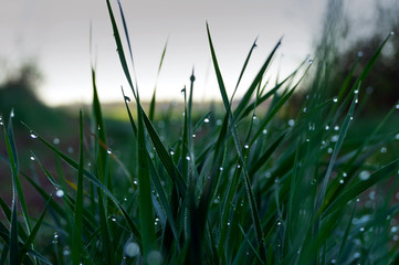 Morning dew on the narrow leaves of green grass in early spring.