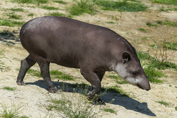 The great grown-up Tapir enjoys in the grass and water