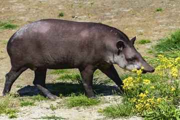 The great grown-up Tapir enjoys in the grass and water