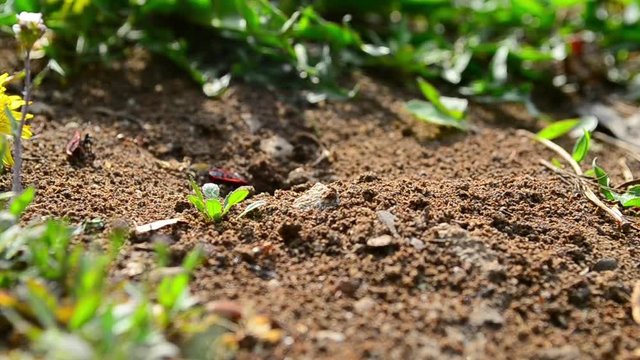 Formicidae, formica rufa, ants, crawl, carry, prey, Pyrrhocoris apterus
