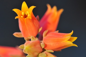 Fototapeta na wymiar yellow orange pink blossoming echeveria secunda