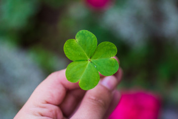 hand holding a shamrock ( clover )
