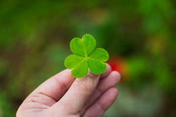 hand holding a shamrock ( clover )