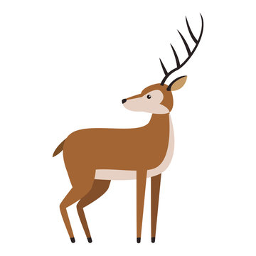 Deer wild animal vector illustration graphic design