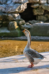 Naklejka premium goose in zoo
