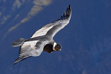 The Andean condor (Vultur gryphus) is a South American bird in the New World vulture family, Colca...