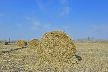 Fototapeta premium Dry straw group
