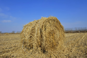 Dry straw group