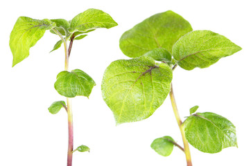 Young sprouts of potato plant with green leaves isolated on white background