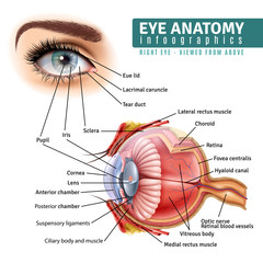 Obraz premium Realistic Eye Anatomy Infographics