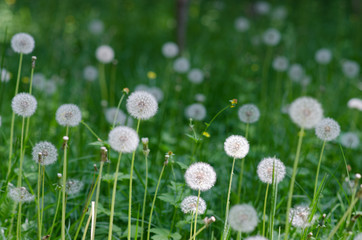 Dandelions in a field of grass